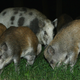 Illustration for article titled Farmers Jailed for Smuggling Boar Semen in Shampoo Bottles